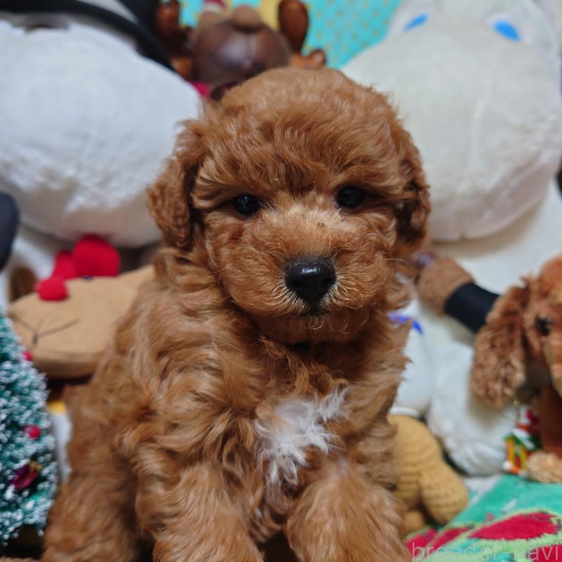 販売中の福岡県のトイプードル-419736の5枚目