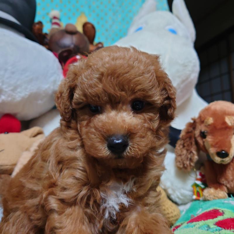 販売中の福岡県のトイプードル-419736の4枚目