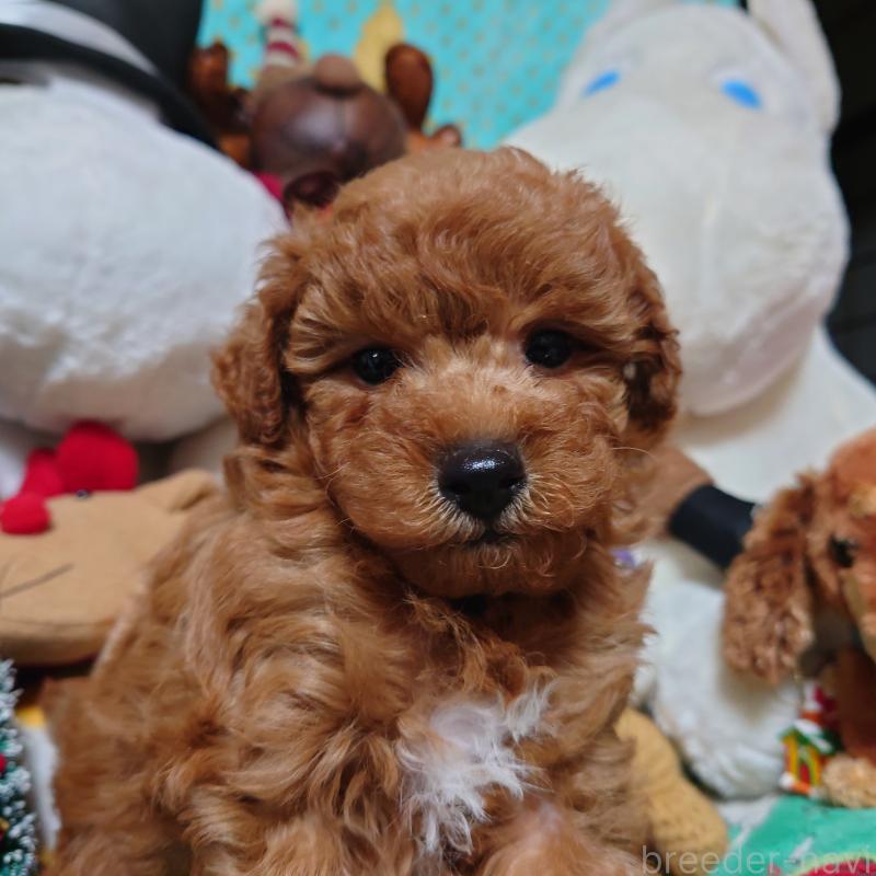 販売中の福岡県のトイプードル-419736の3枚目