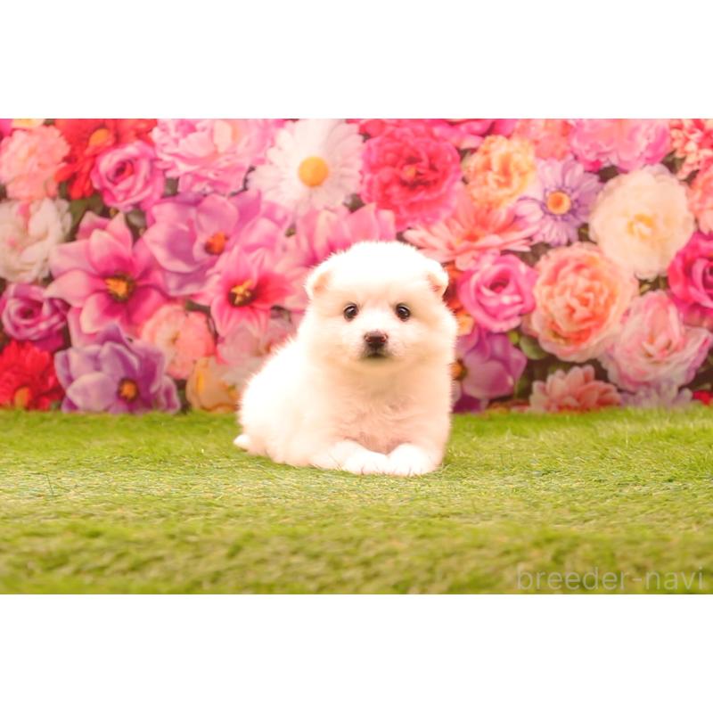 販売中の茨城県の日本スピッツ-428052の5枚目