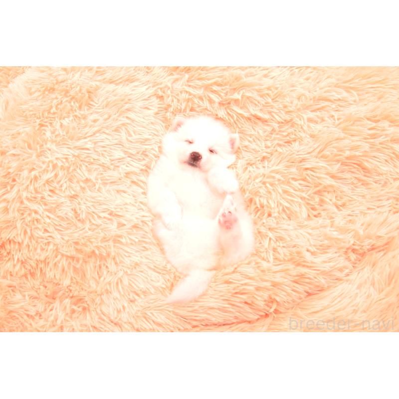 販売中の茨城県の日本スピッツ-428052の2枚目