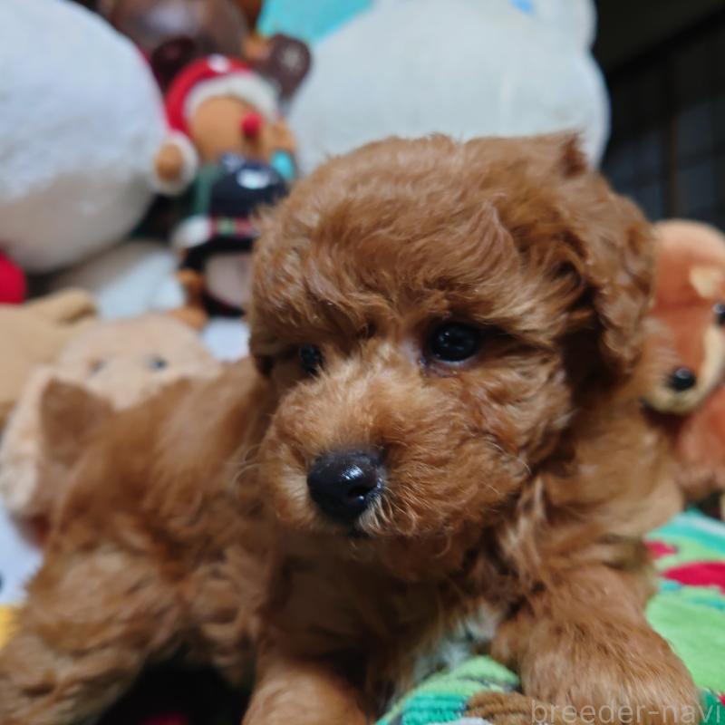 販売中の福岡県のトイプードル-419736の2枚目