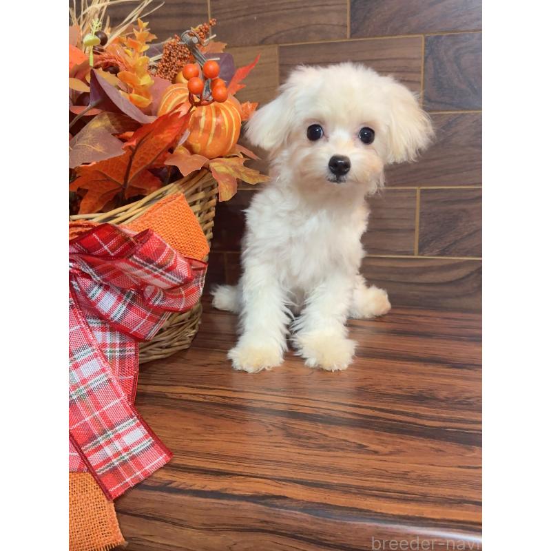 商談中の岐阜県のミックス犬-428053の6枚目