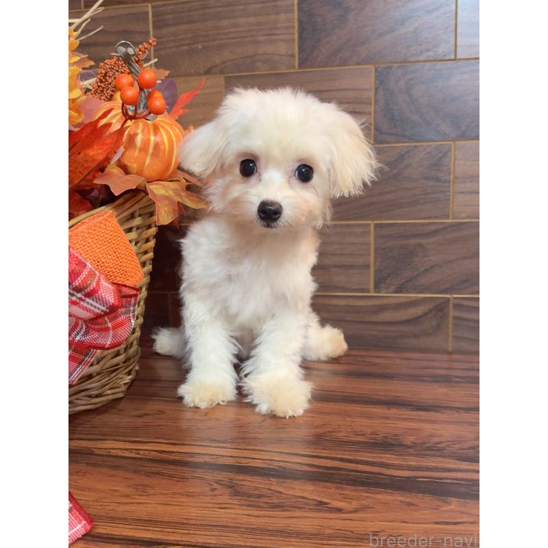 商談中の岐阜県のミックス犬-428053の5枚目