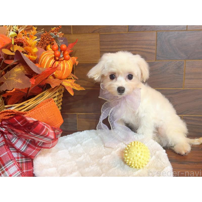 商談中の岐阜県のミックス犬-428053の4枚目