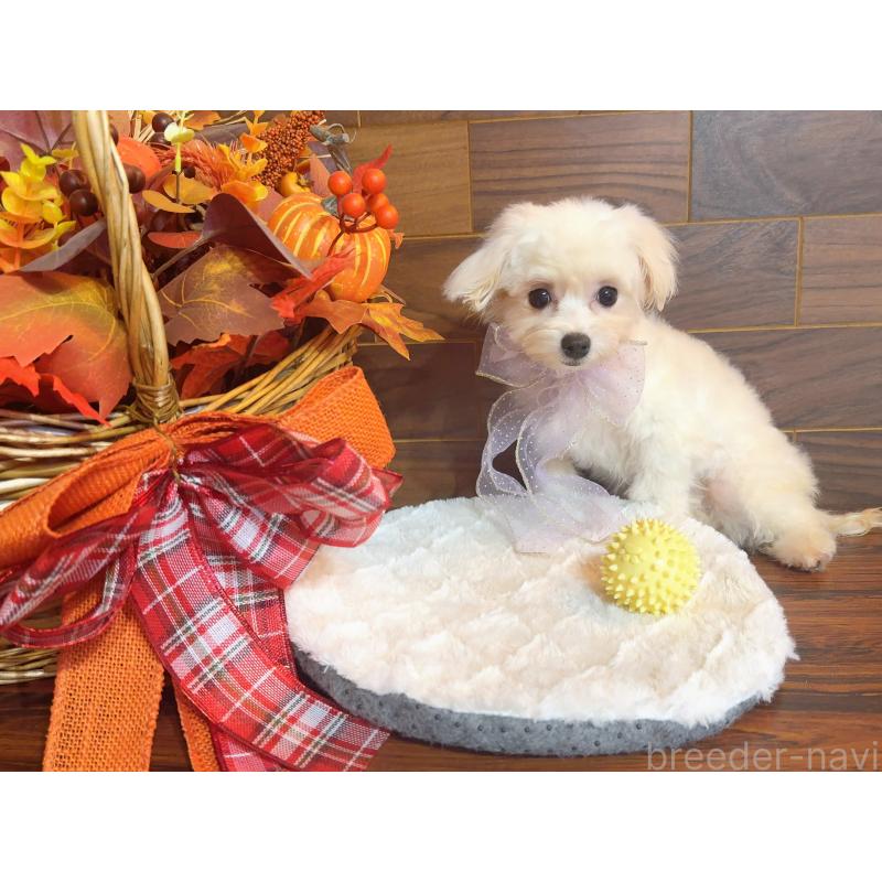 商談中の岐阜県のミックス犬-428053の3枚目