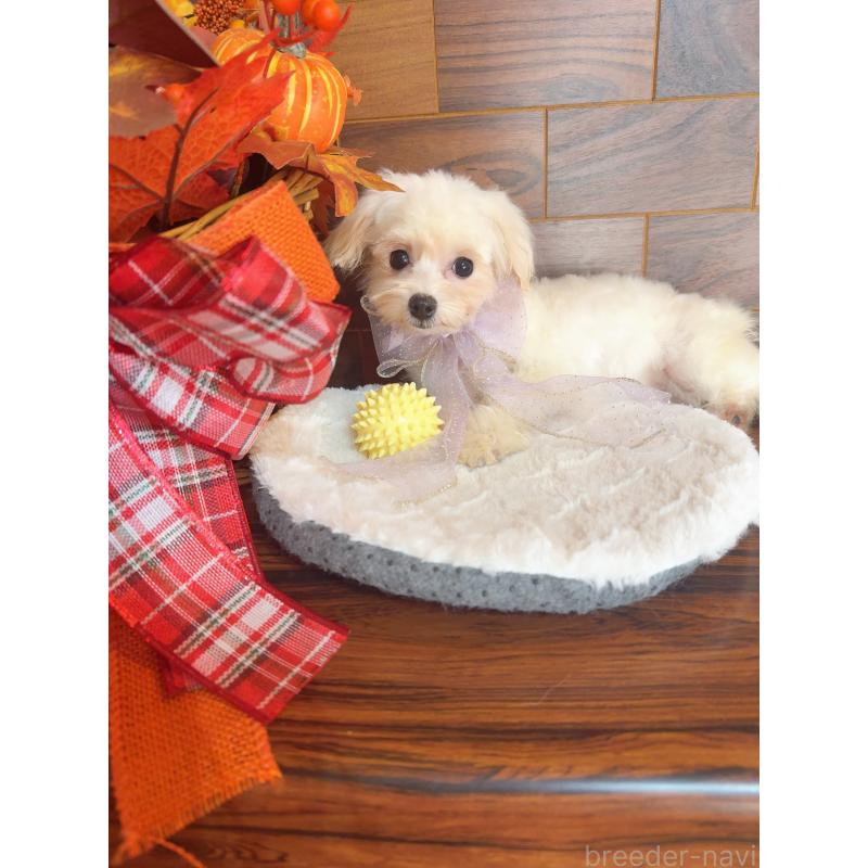 商談中の岐阜県のミックス犬-428053の2枚目