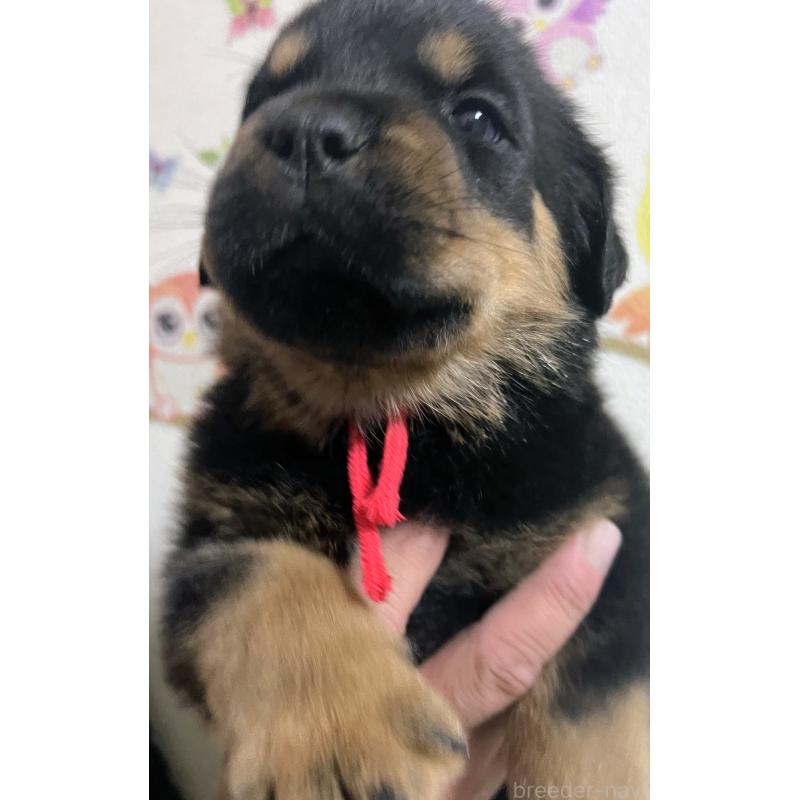 販売中の愛知県のロットワイラー-421473の2枚目