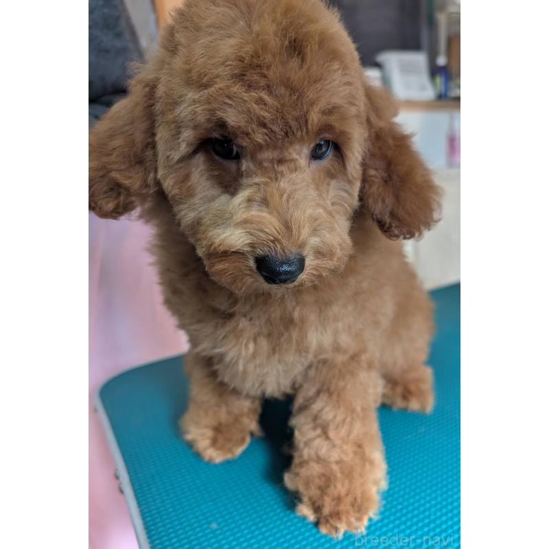 販売中の埼玉県のトイプードル-428054の7枚目