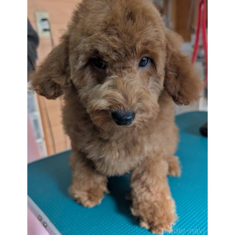 販売中の埼玉県のトイプードル-428054の6枚目