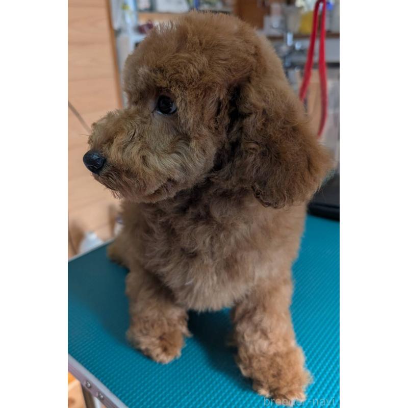 販売中の埼玉県のトイプードル-428054の5枚目