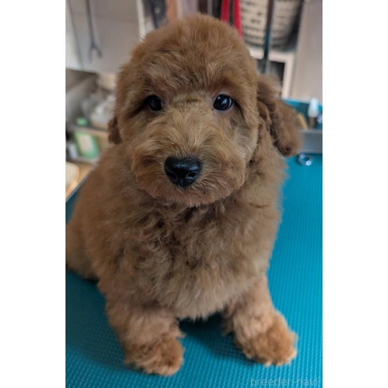 販売中の埼玉県のトイプードル-428054の4枚目