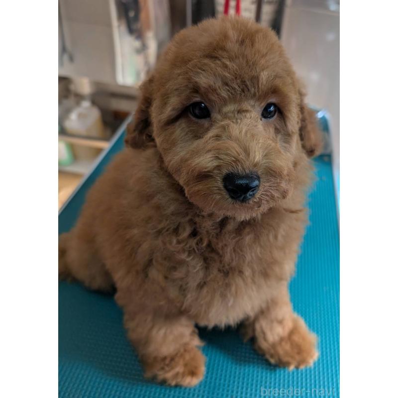 販売中の埼玉県のトイプードル-428054の3枚目