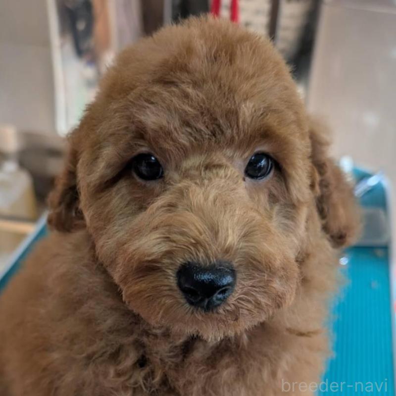 販売中ののトイプードル-428054