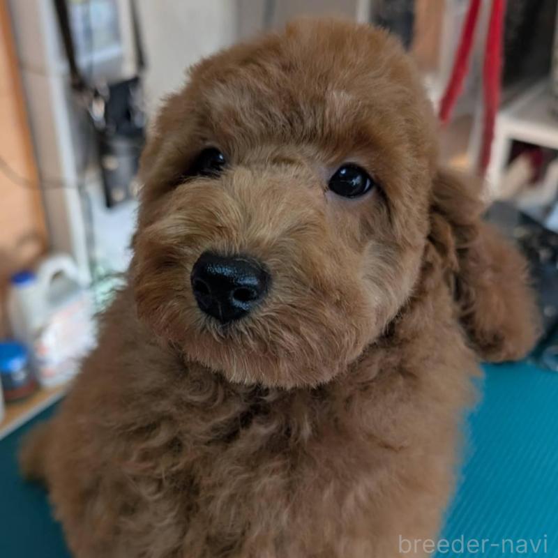 販売中の埼玉県のトイプードル-428054の2枚目