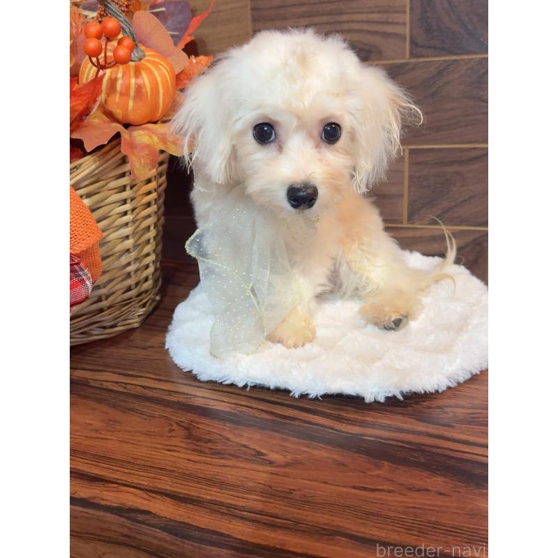 販売中の岐阜県のミックス犬-428056の8枚目