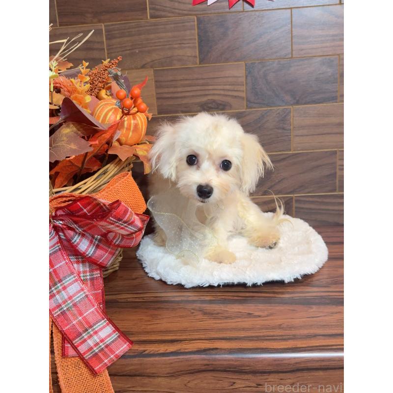 販売中の岐阜県のミックス犬-428056の7枚目