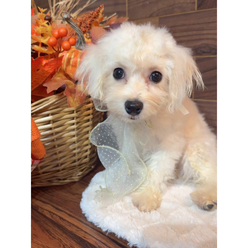 販売中の岐阜県のミックス犬-428056の6枚目