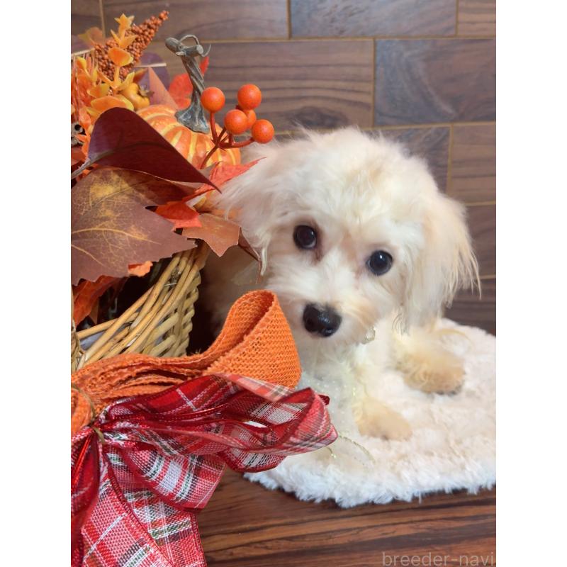 販売中の岐阜県のミックス犬-428056の3枚目