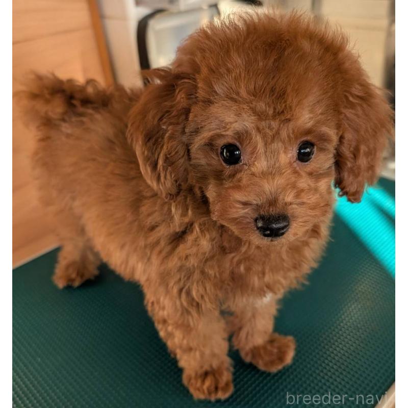 販売中の埼玉県のトイプードル-428057の17枚目