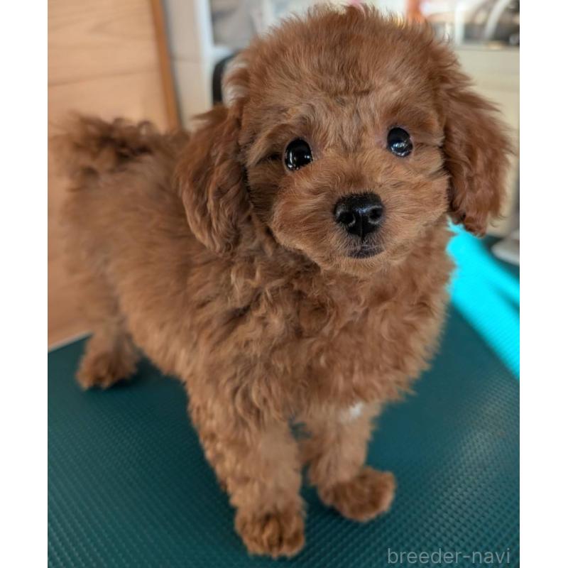 販売中の埼玉県のトイプードル-428057の16枚目