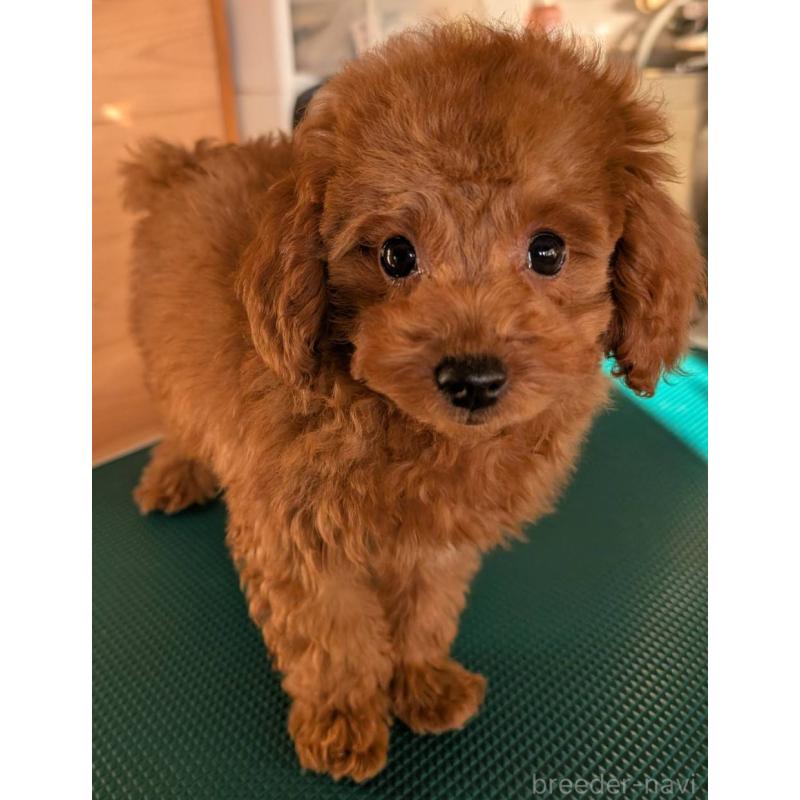 販売中の埼玉県のトイプードル-428057の15枚目