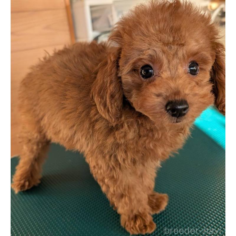 販売中の埼玉県のトイプードル-428057の14枚目