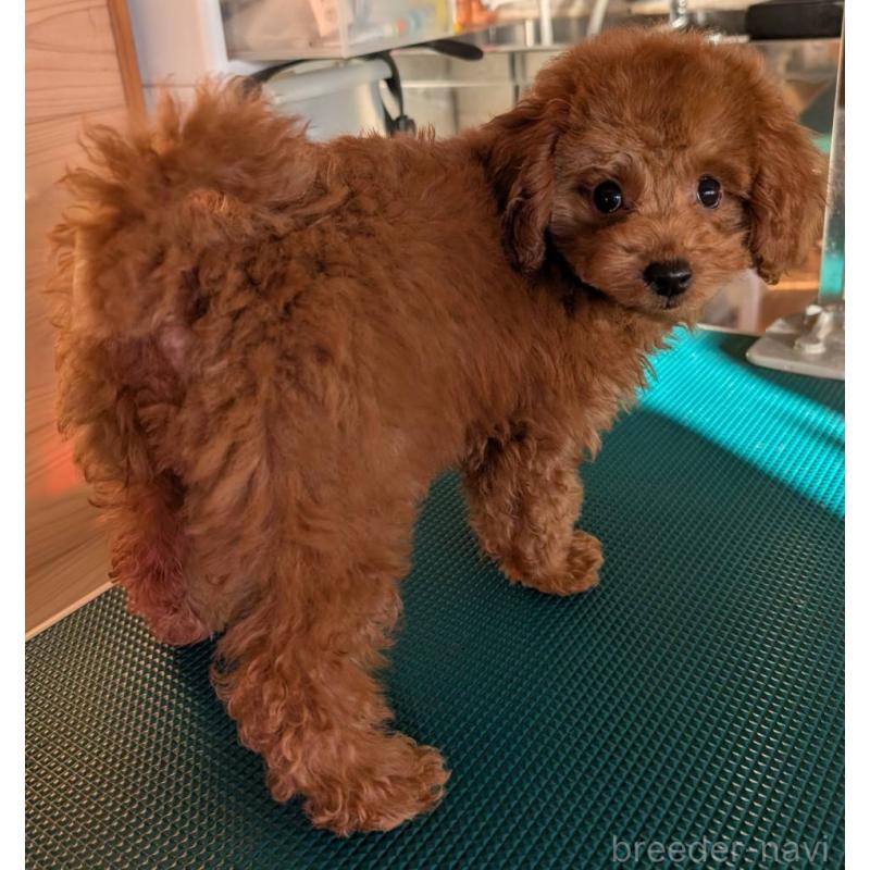 販売中の埼玉県のトイプードル-428057の13枚目