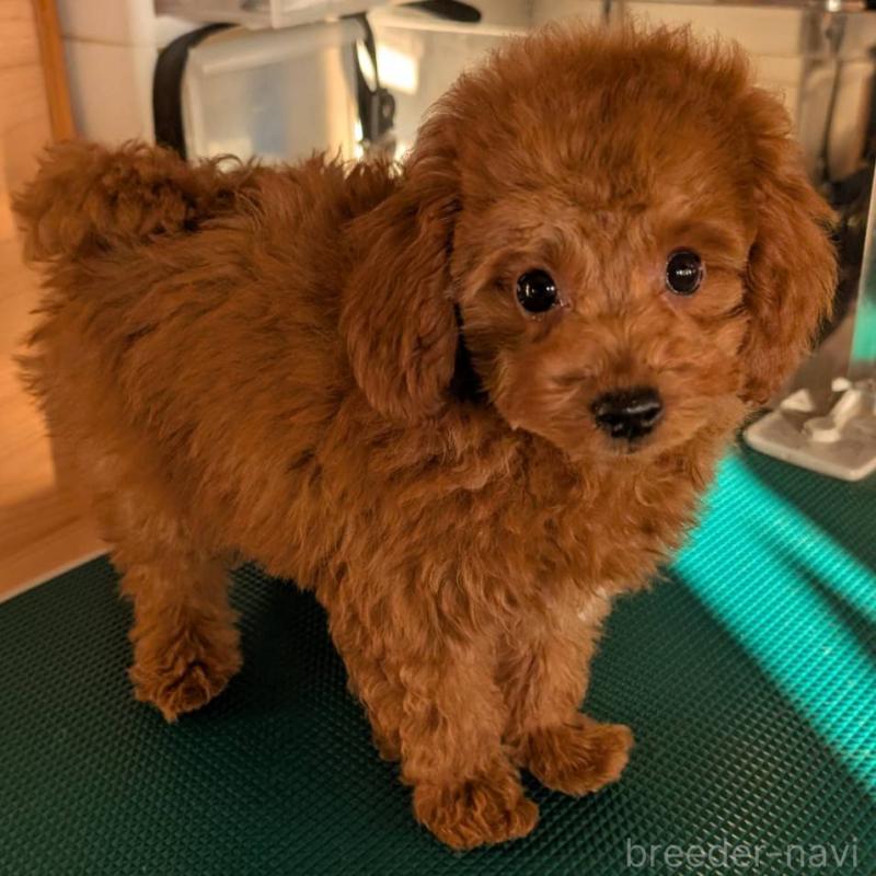 販売中の埼玉県のトイプードル-428057の12枚目