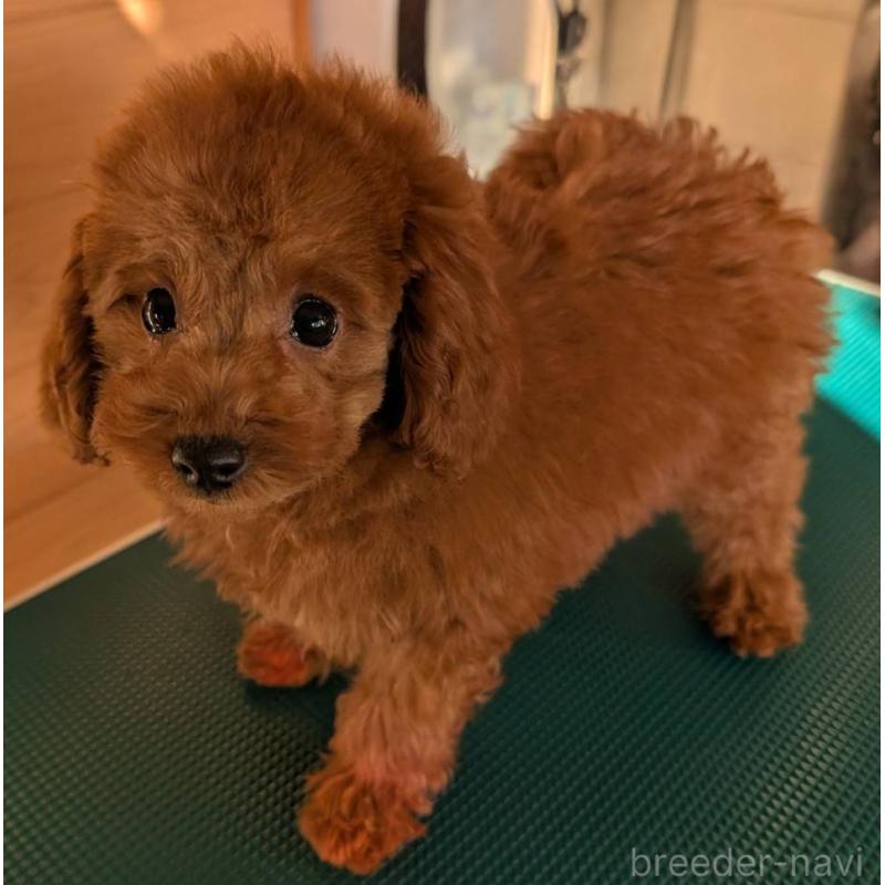 販売中の埼玉県のトイプードル-428057の11枚目