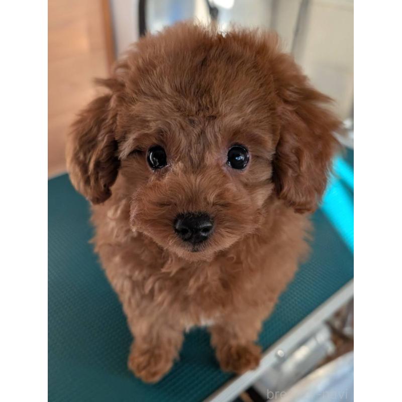 販売中の埼玉県のトイプードル-428057の10枚目