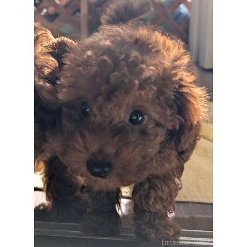 販売中の埼玉県のトイプードル-428057の9枚目