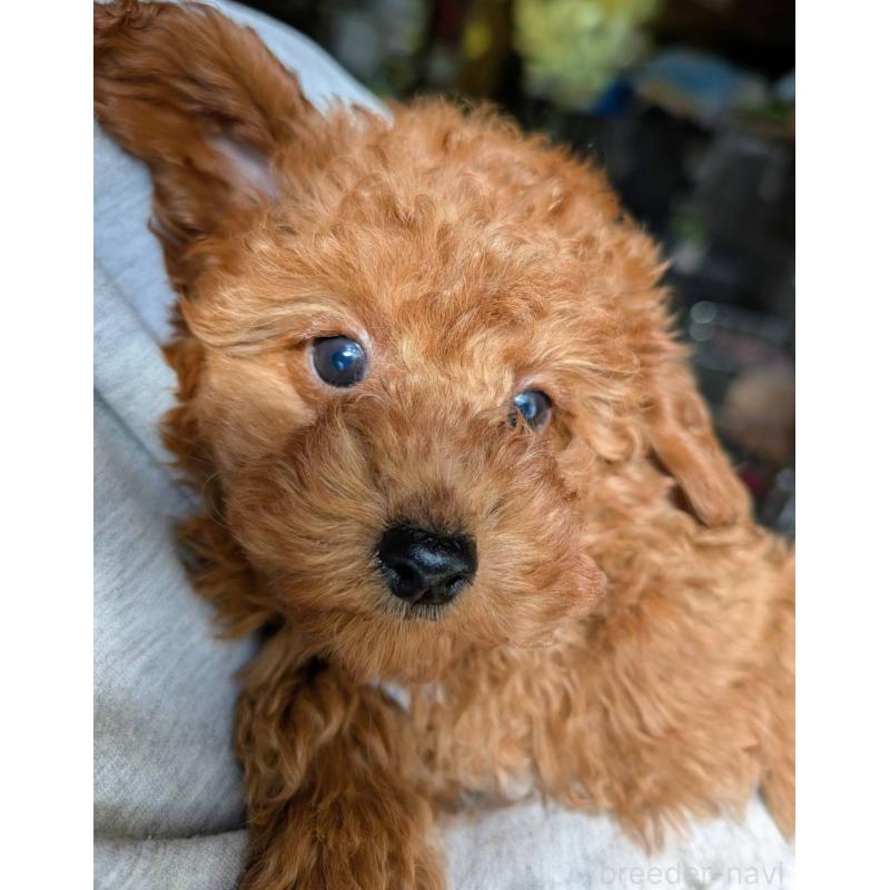 販売中の埼玉県のトイプードル-428057の8枚目