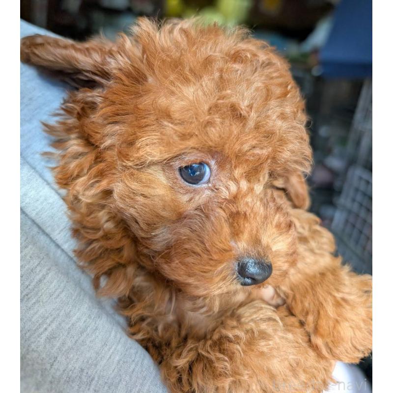 販売中の埼玉県のトイプードル-428057の7枚目