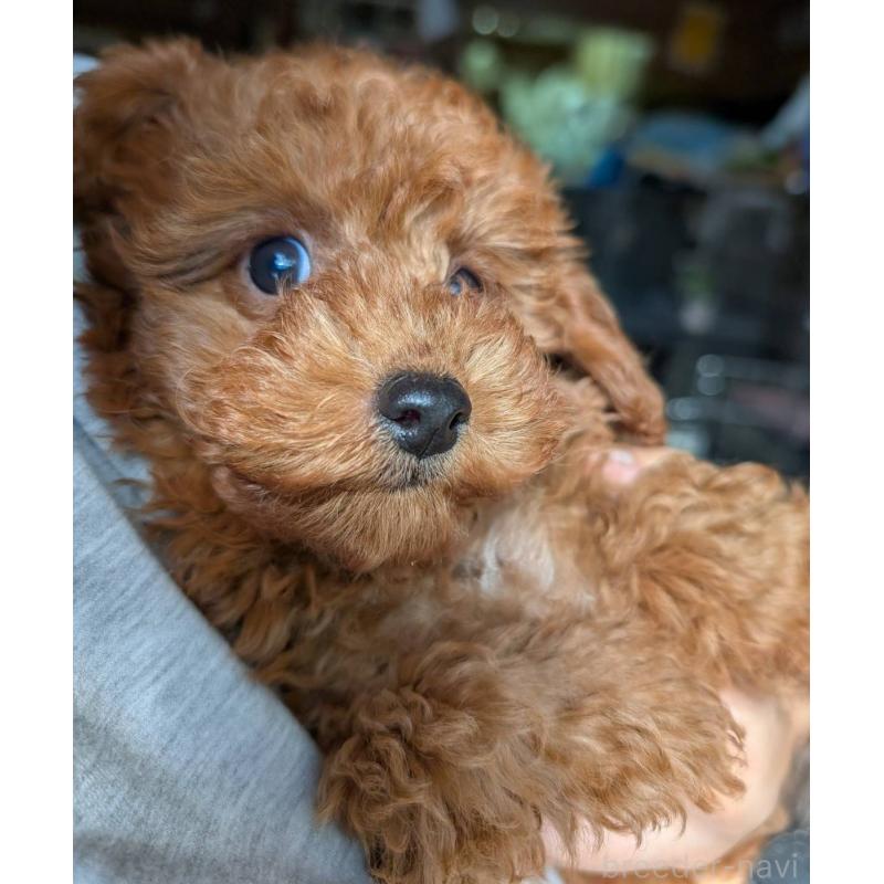 販売中の埼玉県のトイプードル-428057の6枚目