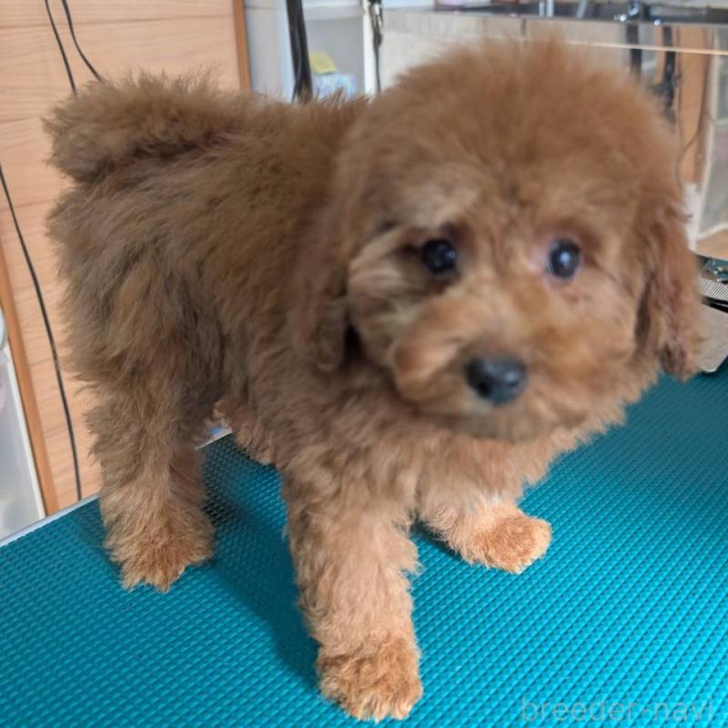 販売中の埼玉県のトイプードル-428057の5枚目