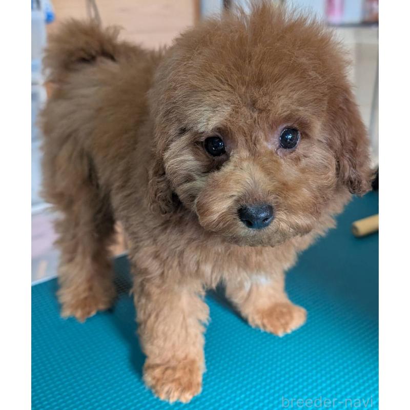 販売中の埼玉県のトイプードル-428057の4枚目