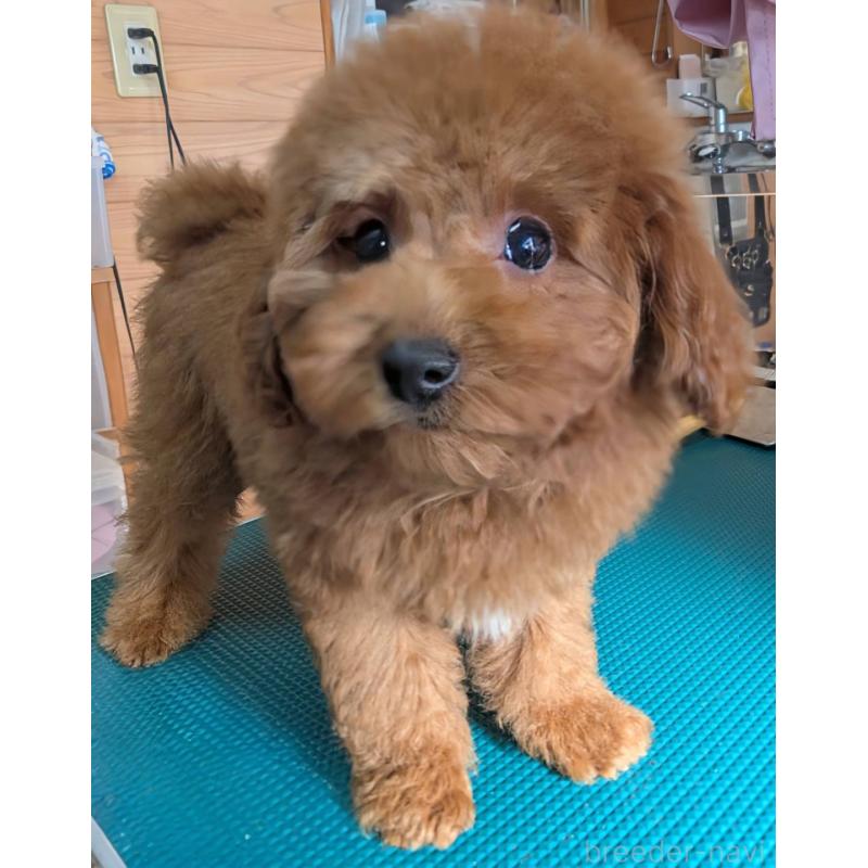 販売中の埼玉県のトイプードル-428057の3枚目