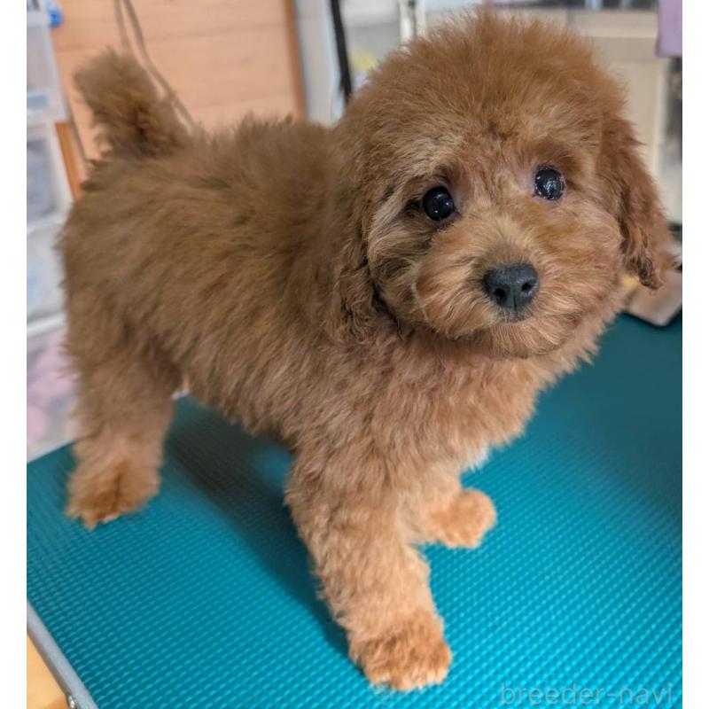 販売中の埼玉県のトイプードル-428057の2枚目