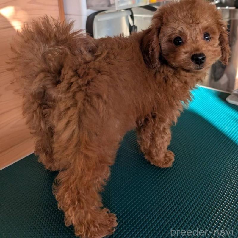 販売中の埼玉県のトイプードル-428057の1枚目