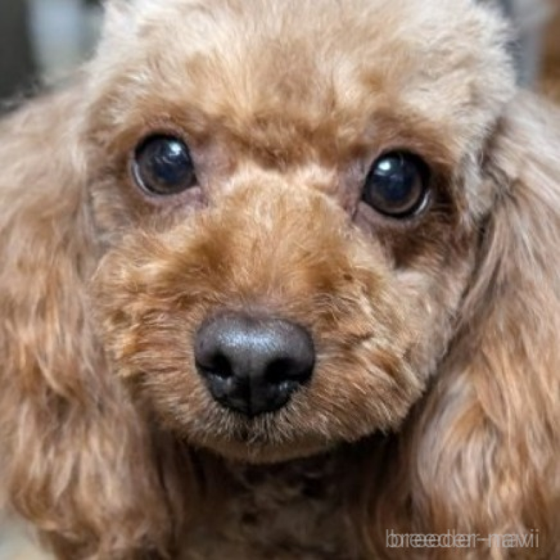 ててちゃん1枚目