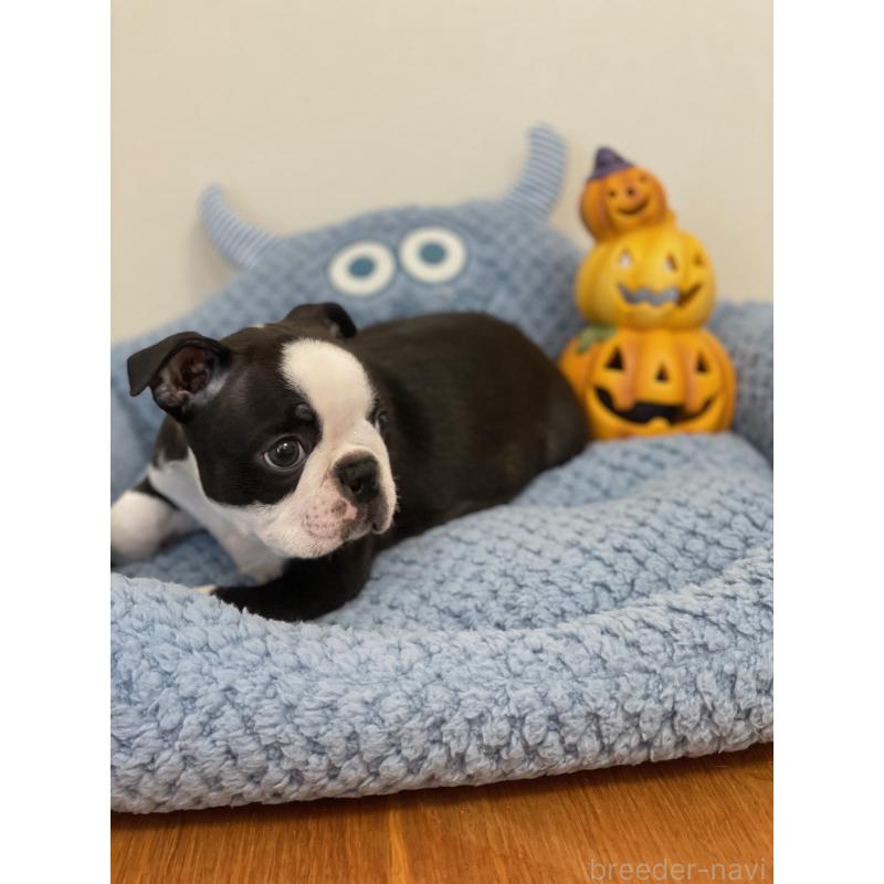 販売中の静岡県のボストンテリア-428060の5枚目