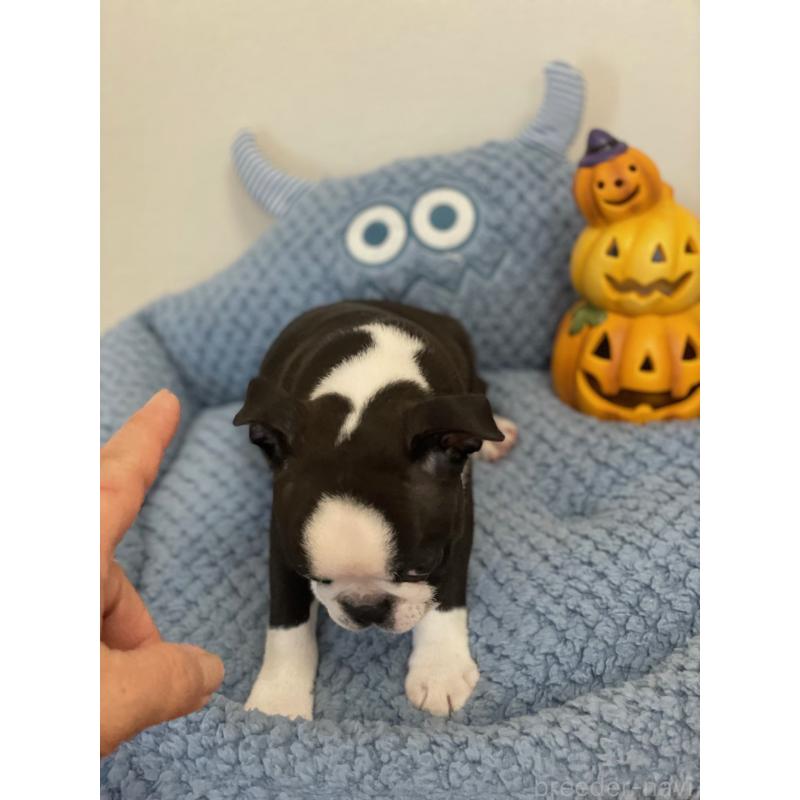 販売中の静岡県のボストンテリア-428060の4枚目