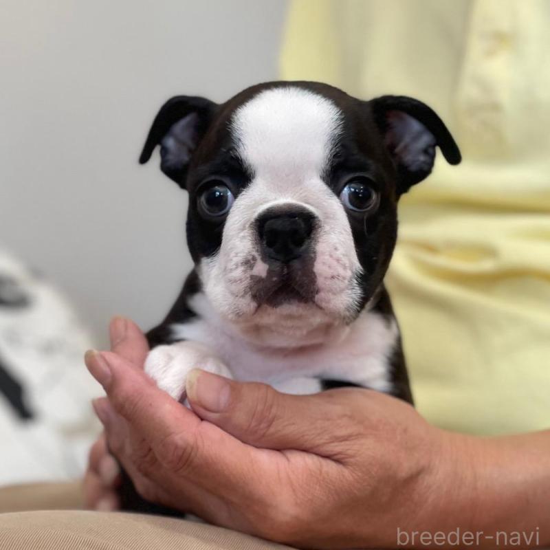 販売中ののボストンテリア-428060