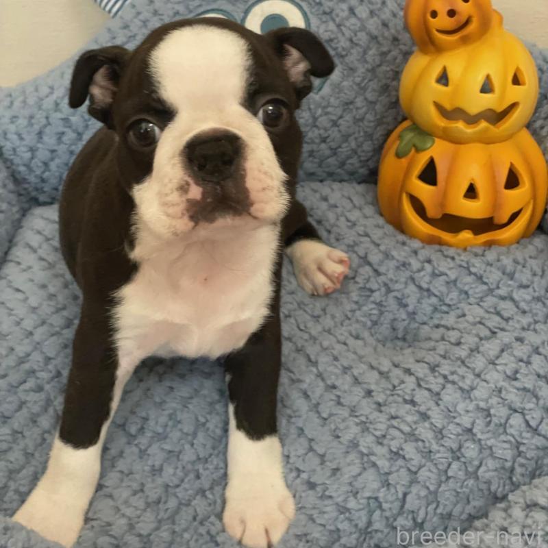 販売中の静岡県のボストンテリア-428060の3枚目