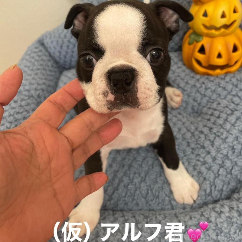 販売中の静岡県のボストンテリア-428060の2枚目