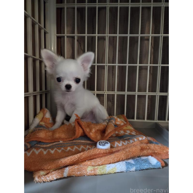 販売中の東京都のチワワ(ロングコート)-428061の4枚目