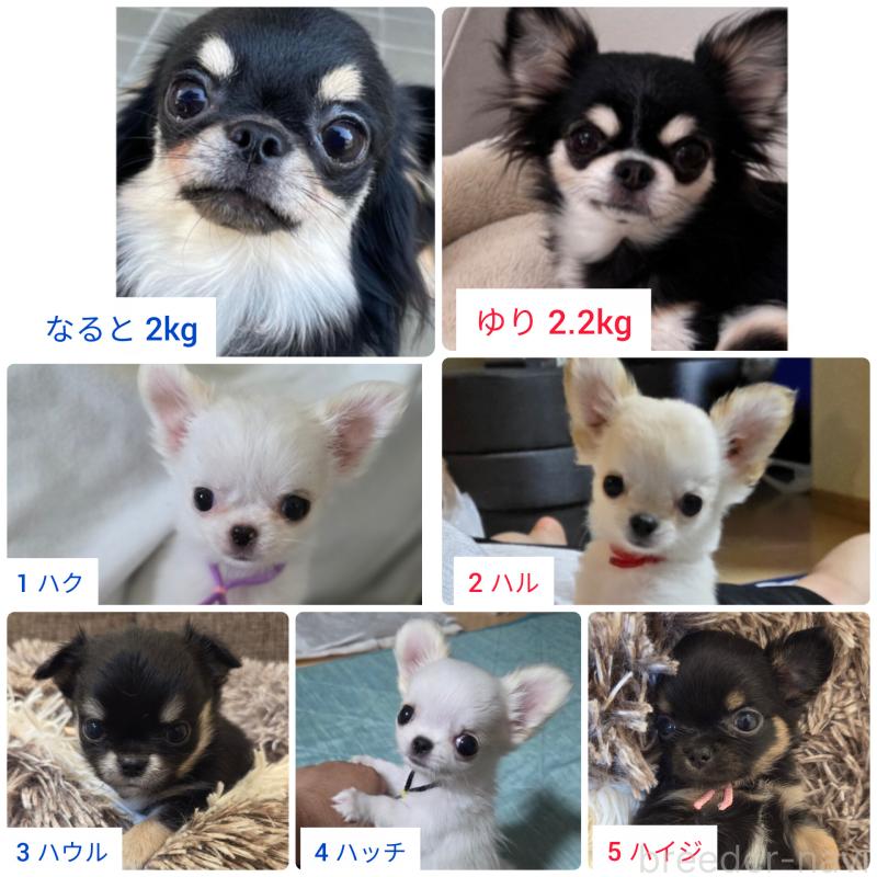 販売中の東京都のチワワ(ロングコート)-428061の3枚目