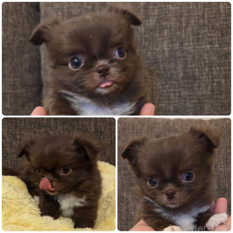 販売中の東京都のチワワ(ロングコート)-428063の3枚目