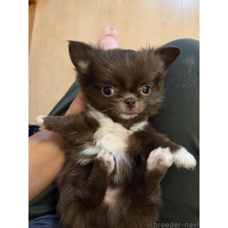 販売中の東京都のチワワ(ロングコート)-428063の2枚目